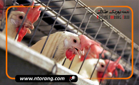 پرورش مرغ گوشتی در قفس؛ مزایا و معایب